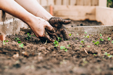 Mari Berkebun, Mari Kembali ke Alam dan Belajar Kehidupan